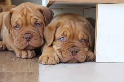 DOGUE DE BORDEAUX