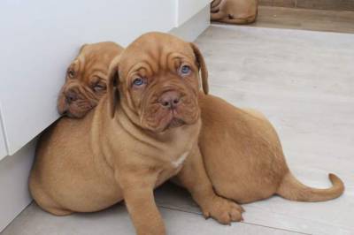 DOGUE DE BORDEAUX