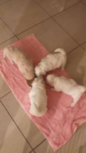 COTON TULEAR