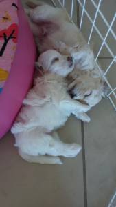 COTON TULEAR