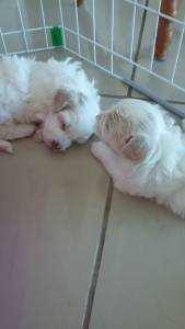 COTON TULEAR