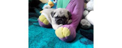 filhotes de pug