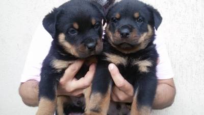 Filhotes de Rottweiler Padro Alemo