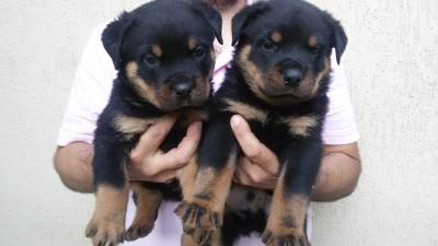 Filhotes de Rottweiler Padro Alemo