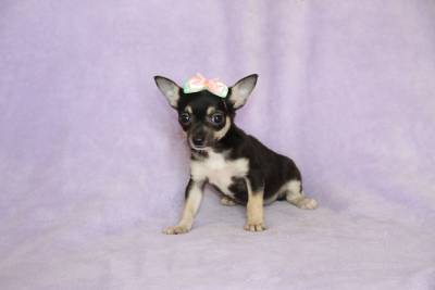 Chihuahua Machos e Fêmeas Chihuahua Machos e Fêmeas