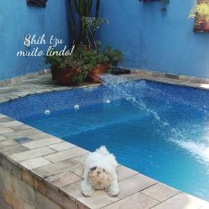 Shih tzu filhote lindo olhos claros
