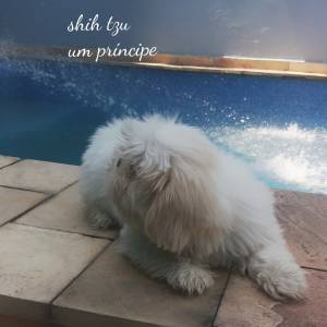 Shih tzu filhote lindo olhos claros