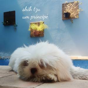 Shih tzu filhote lindo olhos claros