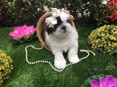 FILHOTES DE SHIHTZU A VENDA EM RIBEIRO PRETO SP