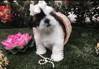 FILHOTES DE SHIHTZU A VENDA EM RIBEIRO PRETO SP