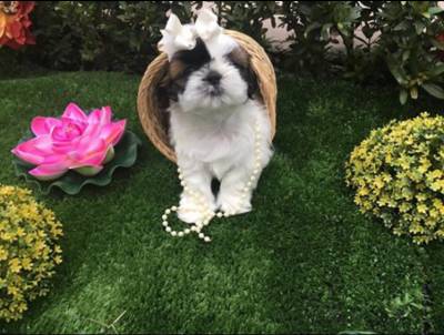 FILHOTES DE SHIHTZU A VENDA EM RIBEIRO PRETO SP