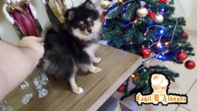 Spitz alemo fmea Black And Tan