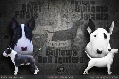 Bullema Bull Terriers - Cachorros Disponiveis