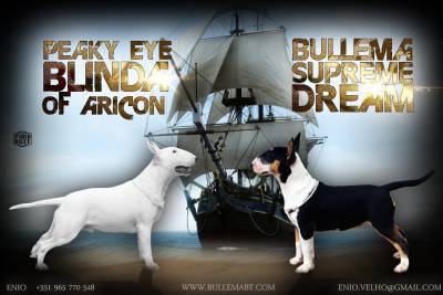 Bullema Bull Terriers - Cachorros Disponiveis