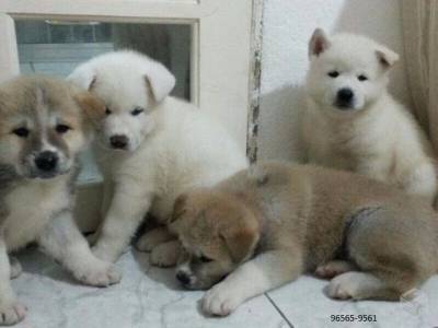 Akita Inu