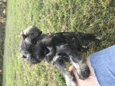 Schnauzer Miniatura