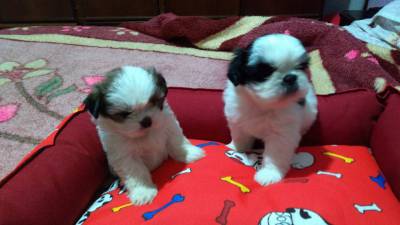 filhotes shihtzu pronta entrega