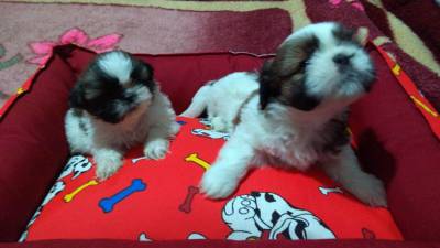 filhotes shihtzu pronta entrega