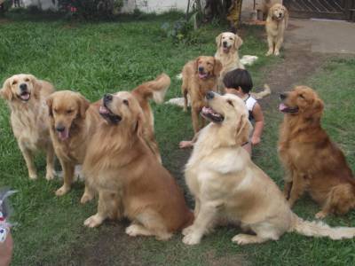 venda de filhotes de golden retriever com pedigree