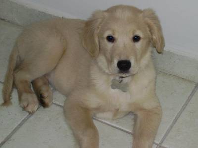 venda de filhotes de golden retriever com pedigree