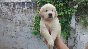 venda de filhotes de golden retriever com pedigree