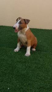 Ninhada de Bull Terrier de Focus Bulls