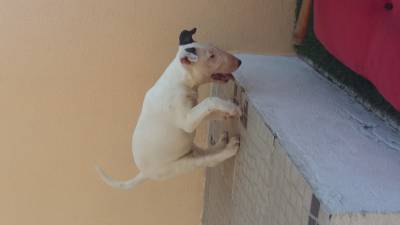 Ninhada de Bull Terrier de Focus Bulls