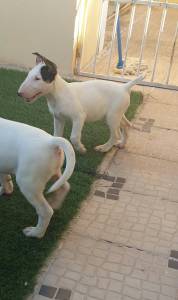 Ninhada de Bull Terrier de Focus Bulls