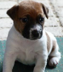 Jack Russell Terrier Ninhada