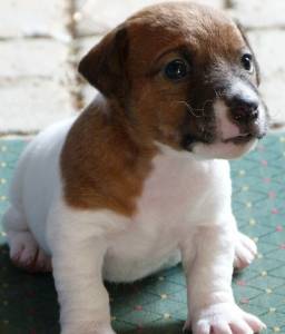 Jack Russell Terrier Ninhada