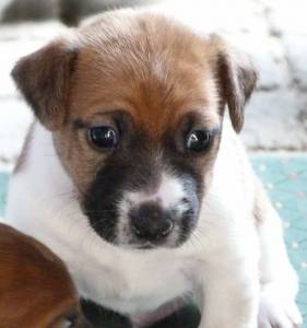 Jack Russell Terrier Ninhada