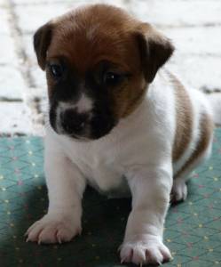 Jack Russell Terrier Ninhada