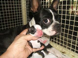 BOSTON TERRIER