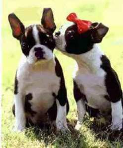 BOSTON TERRIER