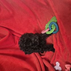 Caniche Toy POODLE OU CANICHE FEMEA NEGRA CRIADORA REGISTADA NA DGAV     Setbal Sesimbra