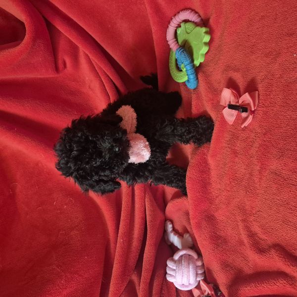 POODLE OU CANICHE FEMEA NEGRA CRIADORA REGISTADA NA DGAV    
