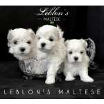 Malts Filhotes Fmeas de Malts