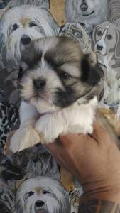 SHIH-TZU LINDOS FILHOTES DISPONIVEIS COM PEDIGREE