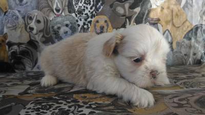 SHIH-TZU LINDOS FILHOTES DISPONIVEIS COM PEDIGREE