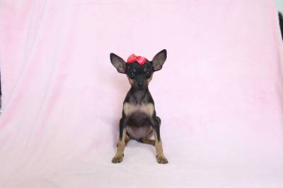 Pinscher Miniatura