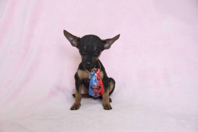 Pinscher Miniatura