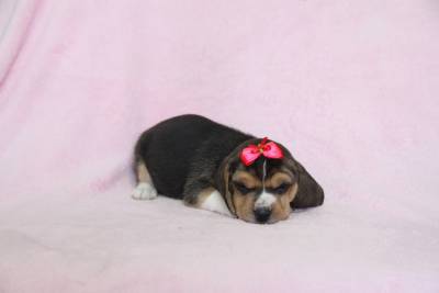 BEAGLE CANIL ESPECIALIZADO