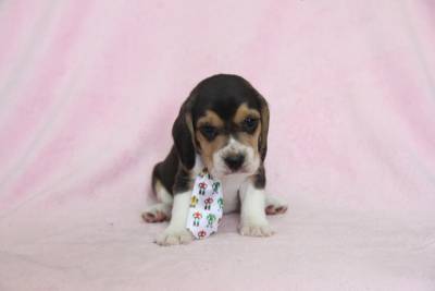 BEAGLE CANIL ESPECIALIZADO