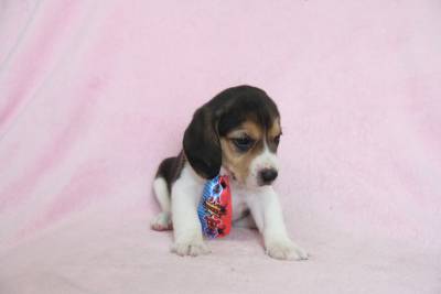 BEAGLE CANIL ESPECIALIZADO