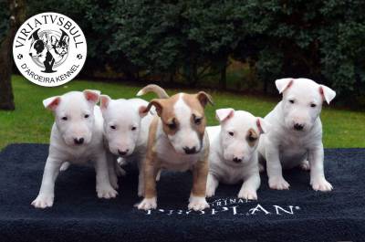 Cachorros Bull Terrier Miniatura