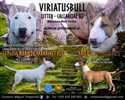 Cachorros Bull Terrier Miniatura