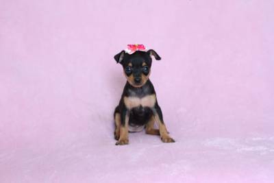 Pinscher Miniatura