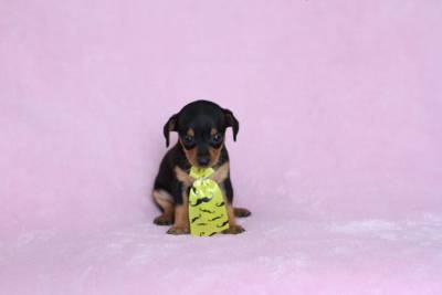 Pinscher Miniatura