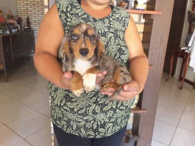 DE VITA KENNEL -DACHSHUND P LONGO ARLEQUIM BRANCO