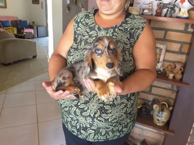 DE VITA KENNEL -DACHSHUND P LONGO ARLEQUIM BRANCO